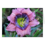 Daylily 'Blue Alert' cards