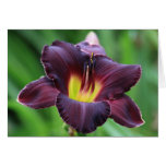 Daylily 'Booty Call' cards