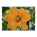 Daylily 'Chancellor's Gold' cards