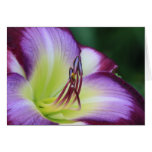 Daylily 'Claudines' Charm' cards