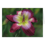 Daylily 'Claudines' Charm' cards