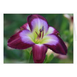 Daylily 'Claudines' Charm' cards