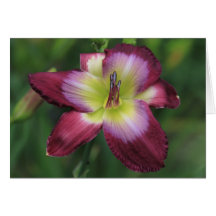 Daylily 'Claudines' Charm' Card