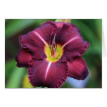 Daylily 'Crack Of Doom' cards