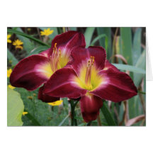 Daylily 'Devil's Magic' Card
