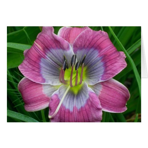 Daylily 'Dixie Blues' Cards