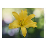 Daylily 'Elfin Sunshine' cards