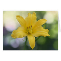 Daylily 'Elfin Sunshine' Greeting Card