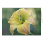 Daylily 'Far From The Madding Crowd' cards