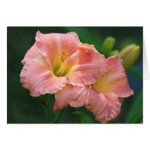 Daylily 'Finally Letting Go' Greeting Card