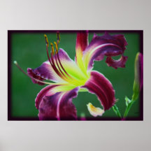 Daylily Glam Posters