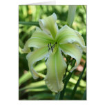 Daylily 'Heaven Waits For Me' Greeting Cards