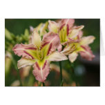 Daylily 'Heavenly Pink Butterfly cards