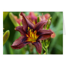 Daylily 'Iced Coffee' Greeting Card