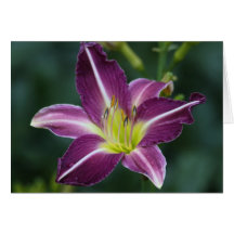Daylily 'Jaysree's Joy' Greeting Cards