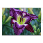 Daylily 'Jerry Hyatt' cards