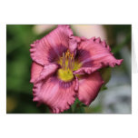 Daylily 'Lavender Blue Baby' cards