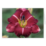 Daylily 'Le Petit Saboteur' cards
