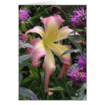 Daylily 'Memphis Insomniac' cards