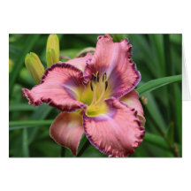 Daylily 'Mildred Mitchell' Card