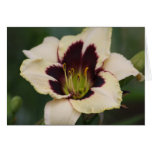 Daylily 'Moonlit Masquerade' cards