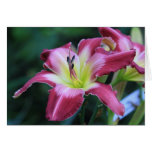 Daylily 'No Boys Allowed' cards