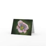 Daylily Note Card