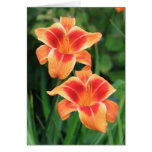 Daylily 'Outrageous' cards