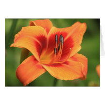 Daylily 'Outrageous' Card