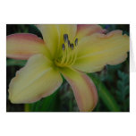 Daylily 'Painter's Splash'