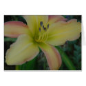Daylily 'Painter's Splash' cards