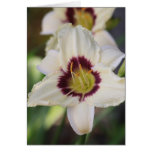 Daylily 'Pandora's Box' cards