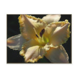 Daylily 'Pearl Harbour' Postcard