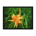 Daylily postcards