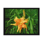 Daylily postcards