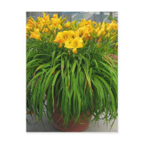 Daylily Postcard