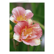 Daylily 'Precious Pixie' Greeting Cards