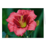 Daylily 'Scarlet Kisses' cards
