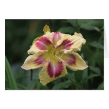 Daylily Seedling Cards