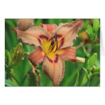 Daylily 'Simmering Elephants' cards