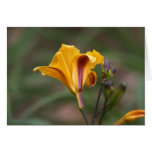 Daylily 'Sir Blackstem' cards