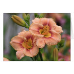 Daylily 'Spirit Zone' cards