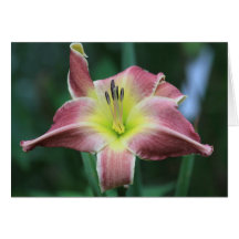 Daylily 'Spock's Ears' Cards