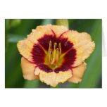 Daylily 'Sprinkled With Paprika' cards