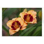 Daylily 'Sprinkled With Paprika' cards