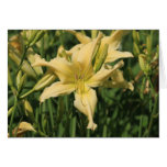 Daylily 'Starsearch' cards