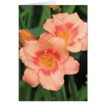 Daylily 'Strawberry Candy' Greeting Card