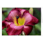 Daylily 'Tao Of Physics' cards