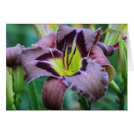 Daylily 'Teddy Bear's Picnic' cards