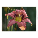 Daylily 'Tropical Disturbance' cards
